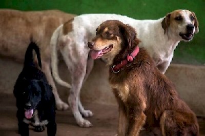 Dogs in Merida Yucatan Mexico to the USA and Canada <a href=></a>