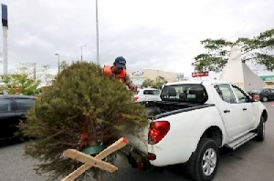 Recycling Christmas trees in Merida Yucatan Mexico <a href=></a>