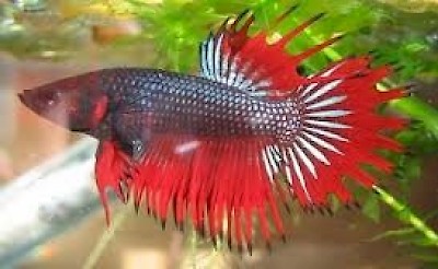 Ornamental Fish from Yucatan Mexico <a href=></a>