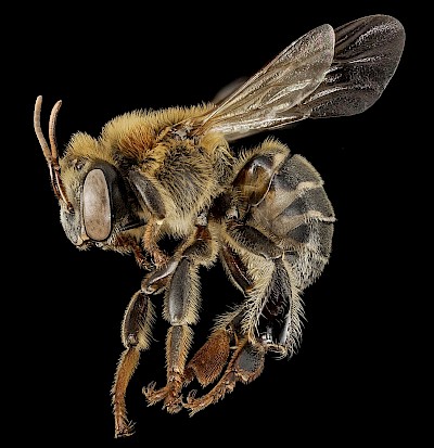Melipona Bee - By USGS Bee Inventory and Monitoring Lab from Beltsville, Maryland, USA - Stingless bee 3, f, side, peru_2014-07-30-13.17.15 ZS PMax, Public Domain, https://commons.wikimedia.org/w/index.php?curid=38183154 <a href=></a>