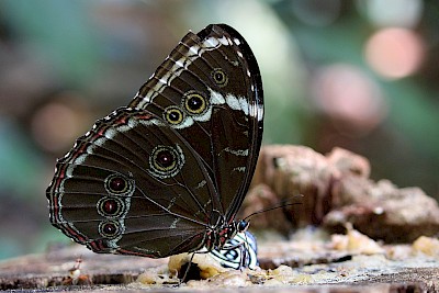 Blue Morpho Butterfly <a href=></a>