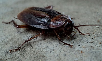 Cockroach / Palmetto Bug <a href=></a>