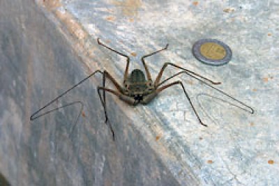 Tailless Whip Scorpion <a href=></a>
